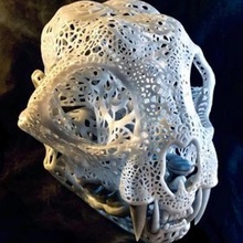 telkari anatomik Bobcat kafatası Bahçe Bedava anatomi kemik kemikler dekorasyon metal iskelet telif kafatasları Yavru kedi döküm kediler Satürn satmak monox fenom 3d print model - Mito3D