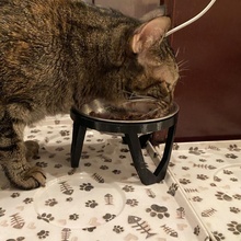 elevado gato pequeno animal tigela ficar pé cão catbowl alimentador dogbowl 3d print model - Mito3D