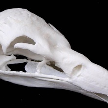 crâne vautour fauve gyps vulvus l'éducation 3d print model - Mito3D
