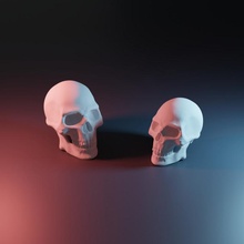 crânio livre anatomia osso humano realista esqueleto 3d print model - Mito3D
