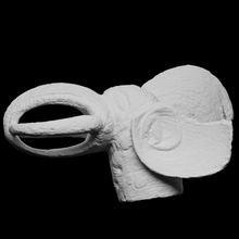 königlich Elefant Maske Scan Tier Skulptur 3dprintable 3d print model - Mito3D