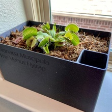 assassino plantas Panela jardim plantar Vênus água auto rega armadilha 3d print model - Mito3D