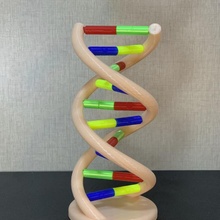 DNA Modell Biologie 3dprintable 3d print model - Mito3D