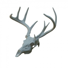deer skull scan anatomy 3d print model - Mito3D