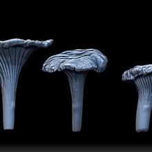 mini mushrooms - amanita chanterelle cremini toys & games forest realistic miniature mushroom fungus fungi dioramas shrooms undergrowth crimini 3d print model - Mito3D