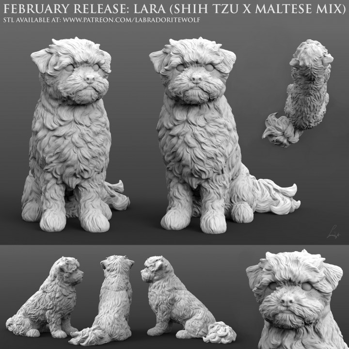 Lara shih Tzu maltalı karıştırmak oyuncaklar oyunlar hayvan yaratık köpek mini Arkadaş minyatür Zindanlar Ejderhalar masaüstü d dnd tanıdık vahşi şekil labradoritadam Hayvan arkadaşı 3D print model - Mito3D