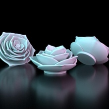 succulenta giocattoli Giochi fiore accessorio fiori pianta rosa piccolo base minuscolo Rose piante grasse flora 3d print model - Mito3D