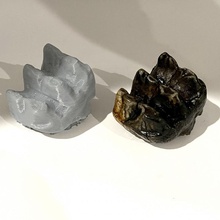 mastodonte molar fósil 3d dinosaurio diente escanear 3d print model - Mito3D