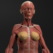 fêmea echorche anatomia referência figura pre supported Educação exibição desenhando educacional estatueta Horror kit esqueleto biologia médico escultura músculos bash 3d print model - Mito3D