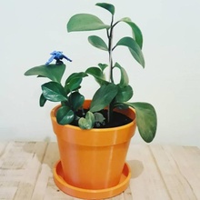 flower pot integrative drainage holes & garden gardening flowerpot indoorgardening homegardening 3d print model - Mito3D
