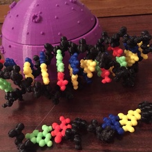 DNA Modell eingefügt Magnete Spielzeuge Spiele Bildung Wissenschaft Biologie Chemie 3d print model - Mito3D