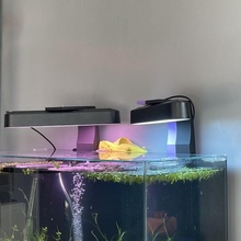 Farbton Bar Licht Aquarium montieren Phillips Playbar 3d print model - Mito3D