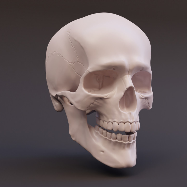 mafsallı kafatası Eğitim anatomi çizim şekil baş insan bağlantı iskelet masaüstü Biyoloji referans taşınabilir heykel Fynn destekli Chitubox grow e bley 3D print model - Mito3D