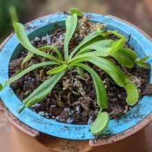 Vénus mouche prendre piège planteur plantes 3d print model - Mito3D