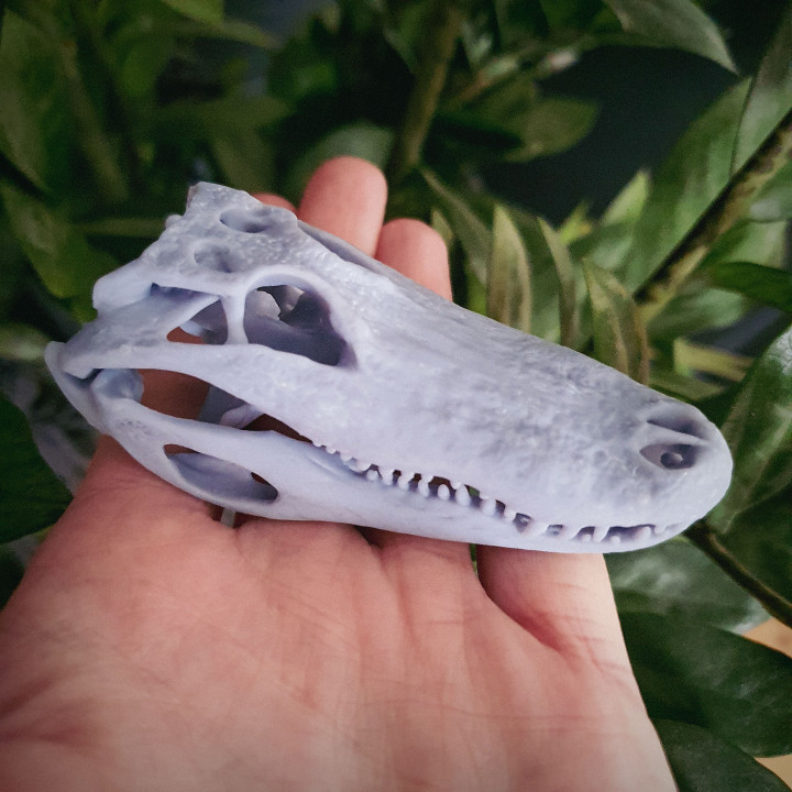 caimán cráneo momo educación biología esqueletos animal huesos modelo naturaleza escala fauna silvestre natural cocodrilo escanear 3D print model - Mito3D