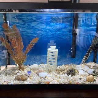 pisa pez santuario James Eckert hogar casa jardín menaje adornos acuario bebé trampa freír 3d print model - Mito3D
