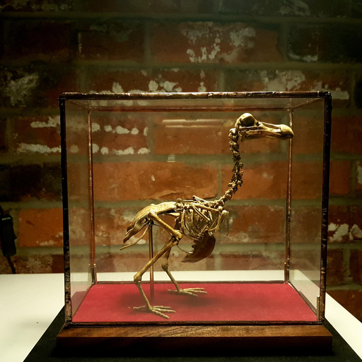 dodo squelette précis haute détail morte sculpte éducation l'histoire jouets Jeux animal créature figures art nature ornement 3D print model - Mito3D