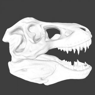 tiranossauro crânio revopoint pop 2 revopoint3d casa jardim utensílios domésticos enfeites dinossauro 3d print model - Mito3D