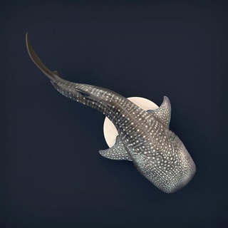 whale shark animal den miniatures Toys & Games Animal Creature Figures creature cute figure fish ocean realistic sculpture sea toy water miniature wildlife predator collectible 3d print model - Mito3D