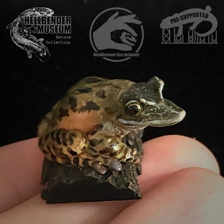 yucatan casque-headed tree frog triprion petasatus hellbender museum Toys & Games Animal Creature Figures Store animal history nature natural crocodile alligator casque headed amphibian fainforest jusgle 3d print model - Mito3D