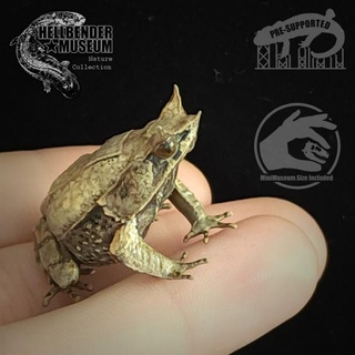 malayan horned frog megophrys nasuta hellbender museum Toys & Games Animal Creature Figures Store animal history nature natural jungle toad rainforest malaysian 3d print model - Mito3D