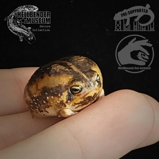common rain frog breviceps adspersus hellbender museum Toys & Games Animal Creature Figures Store animal desert history nature natural meme amphibian squeak squeaky 3d print model - Mito3D