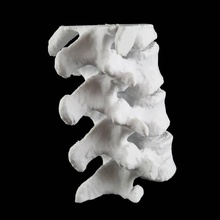 vertebral column education 3d print model - Mito3D