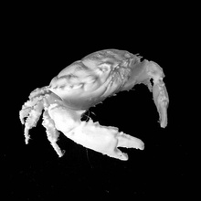 dark finger reef crab scan 3d print model - Mito3D