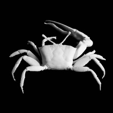 fiddler crab scan 3d print model - Mito3D