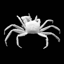 ghost crab scan 3d print model - Mito3D