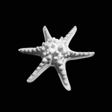 horned sea star scan 3d print model - Mito3D