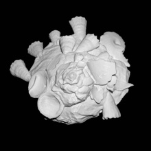 xenophora scansione 3d print model - Mito3D