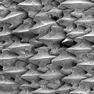 squalo pelle denticolo disposizione Brian formazione scolastica Università naturale scienze biologico vita biomedicale gratuito scienza biologia scansione squali biomimetica denticoli microscopico 3d print model - Mito3D