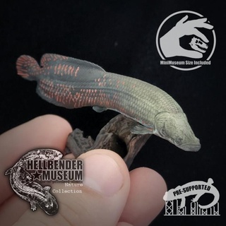 Pirarucu Arapaima Gigabyte Hellbender Museum Spielzeuge Spiele Tier Kreatur Zahlen Fisch Riese Monster Hai enorm 3d print model - Mito3D