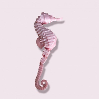 sea horse chingle robert junior young Toys & Games Animal Creature Figures fish ocean seahorse marine 3d print model - Mito3D