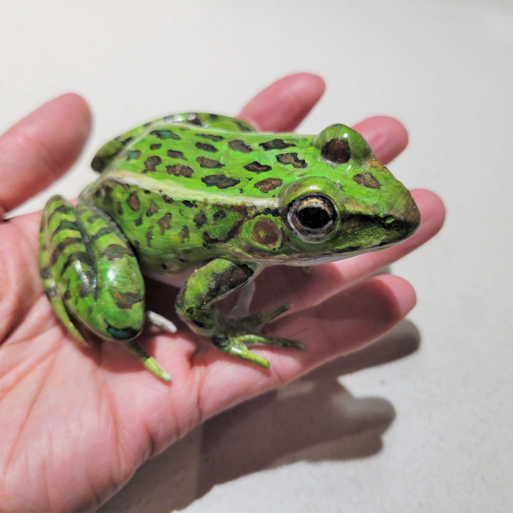 Leopard Frosch Rana Pipiens brian Chan Spielzeuge Spiele Tier Kreatur Zahlen Kröte Herpetologie Amphibie 3D print model - Mito3D