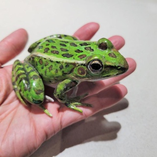 leopard frog rana pipiens brian chan Toys & Games Animal Creature Figures toad herpetology amphibian 3d print model - Mito3D