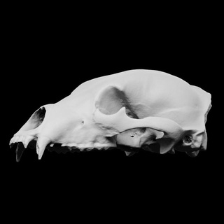 Marrone orso cranio museo delle scienze trento scansione mondo orso cranio 3dprintable scansione fotogrammetria musa trento 3d print model - Mito3D