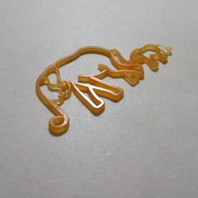 elephantidae jewellery 3d print model - Mito3D