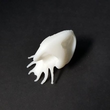 alien calamari cranio l'istruzione 3d print model - Mito3D