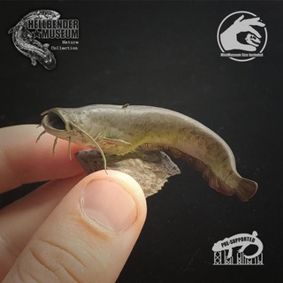 wels catfish silurus glanis hellbender museum Toys & Games Animal Creature Figures fish giant monster river sea shark lake freshwater 3d print model - Mito3D