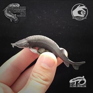 Beluga Stör Spindel Hellbender Museum Spielzeuge Spiele Tier Kreatur Zahlen Fisch Riese Monster Ozean Fluss Meer Hai See 3d print model - Mito3D