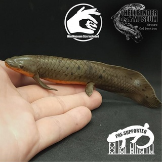 queensland lungfish neoceratodus forsteri hellbender museum  Toys & Games Animal & Creature Figures ancient fish fossil australian primitive lung coelacanth freshwater lungfish queensland qld neoceratodus forsteri  3d print model - Mito3D