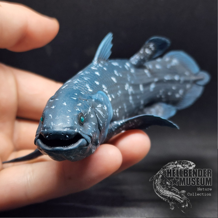 Quastenflosser latimeria chalumnae vorausgesetzt Hellbender Museum Spielzeuge Spiele Tier Kreatur Zahlen Dinosaurier Fisch Fossil Primitive acnh vernichten 3D print model - Mito3D