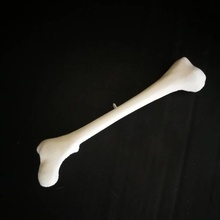 Knochen Halskette Schmuck bonenecklace 3d print model - Mito3D