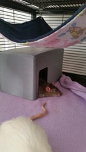 pequeno animal casa ratos ratinhos hamster jardim estimação rat mouse animais roedores 3d print model - Mito3D
