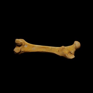 femore grotta orso museo delle scienze trento casa giardino articoli per ornamenti osso 3dprintable scansione artec cavebear 3d print model - Mito3D