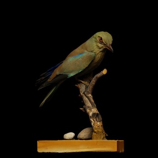 europeo rullo museo delle scienze trento animale uccello 3dprintable rullo scansione musa artec trentino trento 3d print model - Mito3D