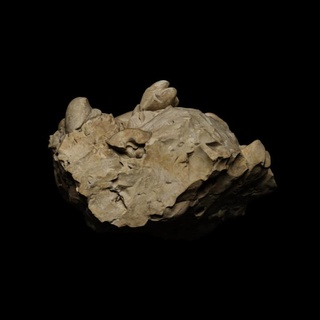 megalodon fosil müze of bilimler trent taş 3dprintable ilham perisi mineral 3d print model - Mito3D