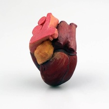 heart education 3d print model - Mito3D